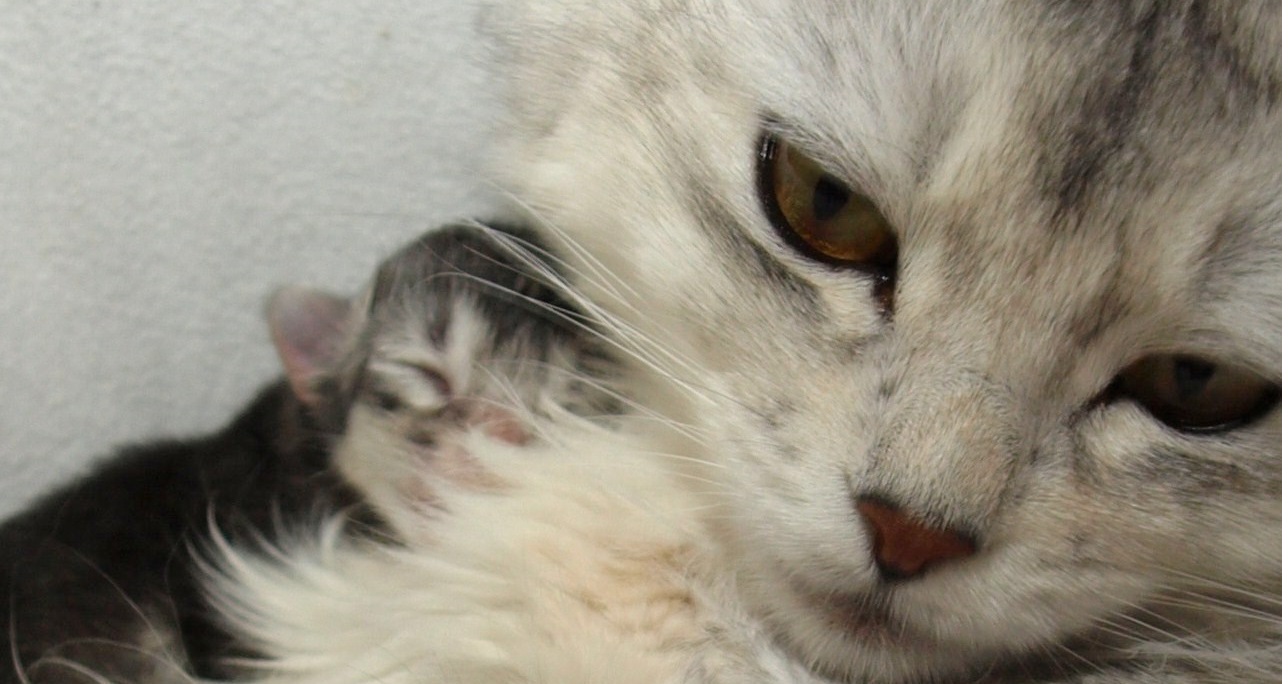 Zo ziek als een hond – Cattery Silfescian