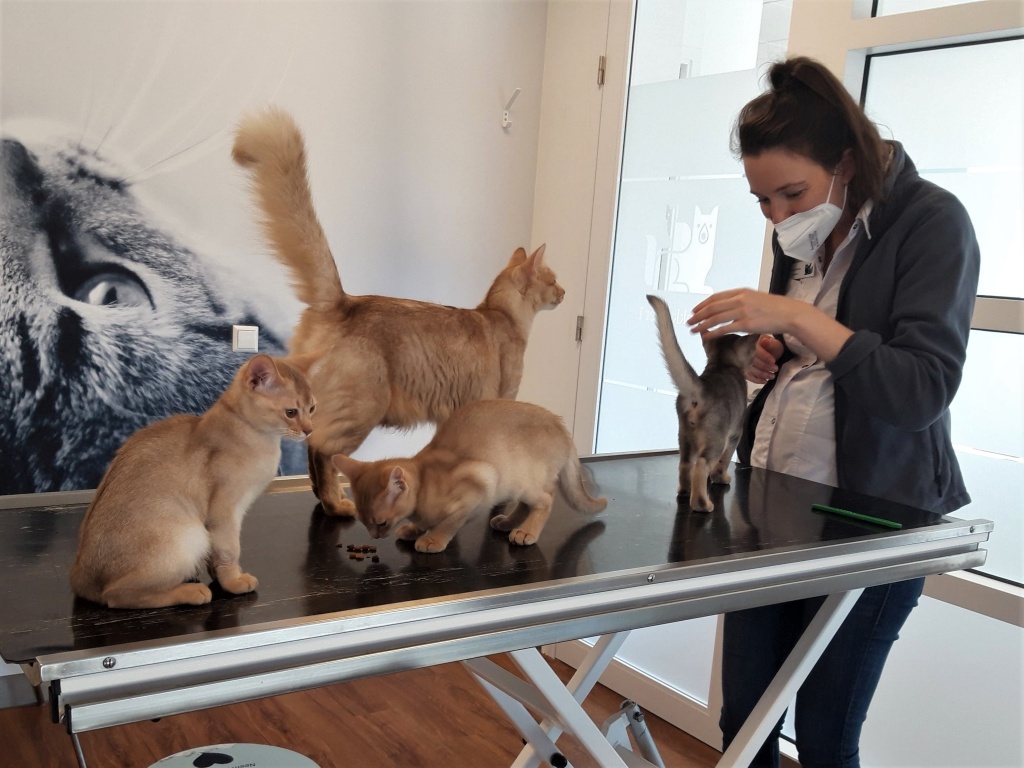 21-05-12 Vaccinatie Y-kittens met Yvette.jpg 21-05-12 Vaccinatie Y-kittens met Yvette.jpg
