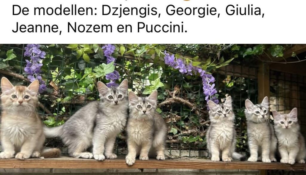 25-06-25 G- en H-nest 10 en 11 weken.jpeg