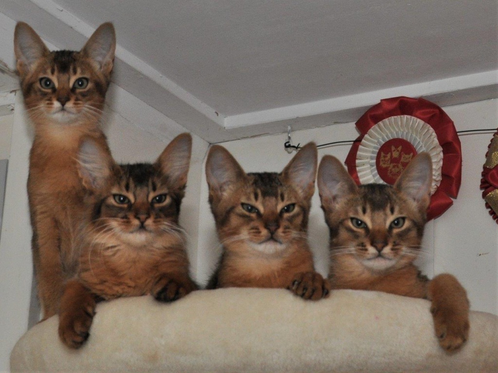 20-10-29 X-nest, Xera, Sheralyn, Tigger en Toulouse DSC_0015.jpg 20-10-29 X-nest, Xera, Sheralyn, Tigger en Toulouse DSC_0015.jpg